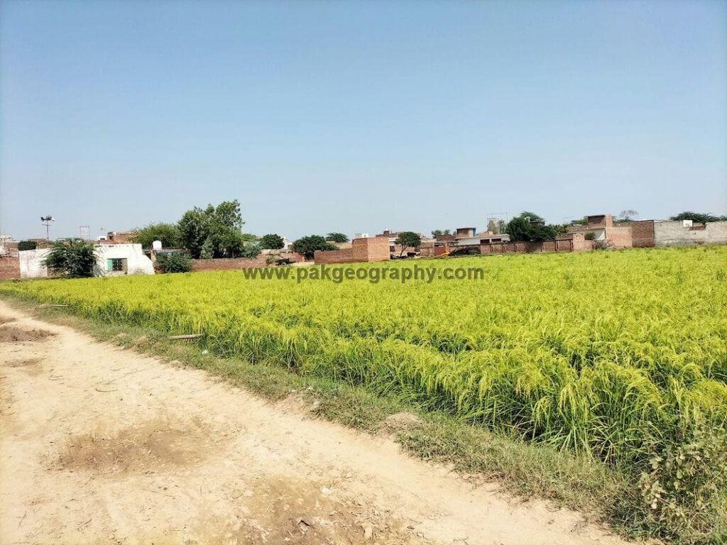 Jabomail village, kasur pakistan