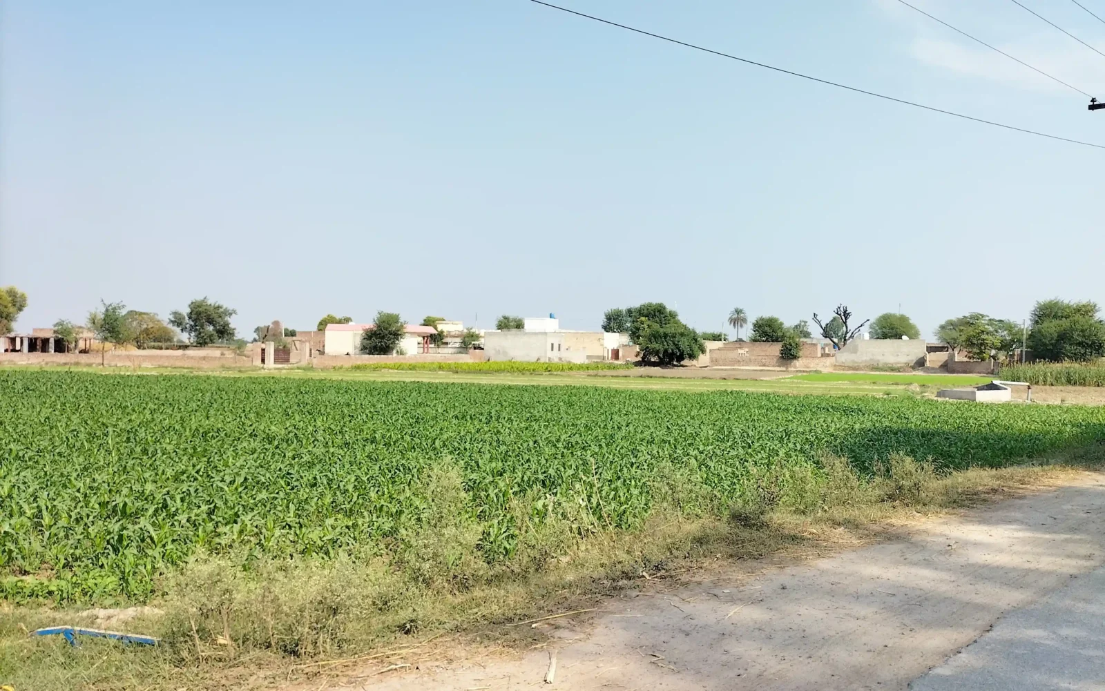 Kasur District Villages. Photo of a beautiful village of Kasur, crops and homes are visible in it.